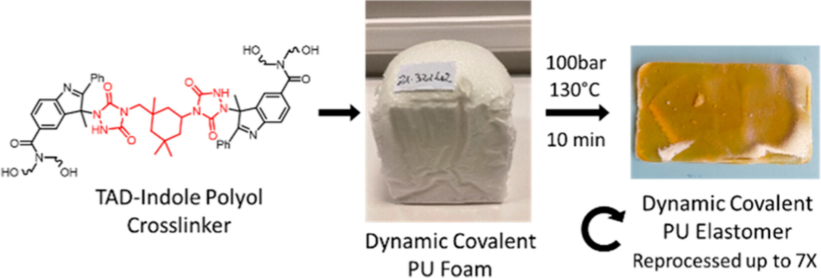 Foam-to-Elastomer Recycling of Polyurethane Materials through Incorporation of Dynamic Covalent TAD-Indole Linkages